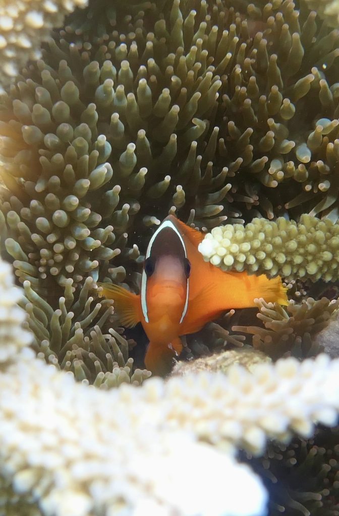 Sea anemone with tropical striped clownfish