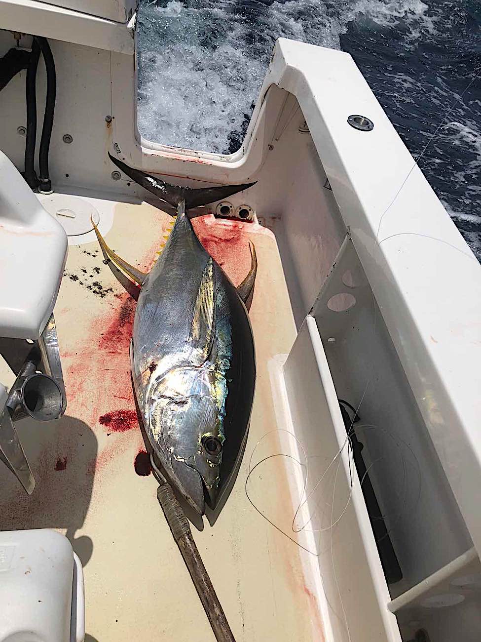 Yellowfin tuna fishing in Fiji